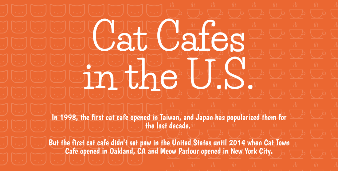 Cat Cafes in the U.S.