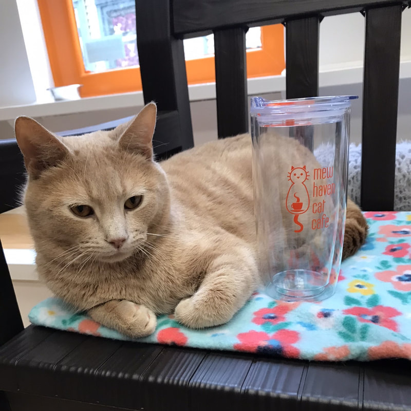 18. Two Mew Haven cat lounge tickets and tumblers (modeled by Jonesy)
